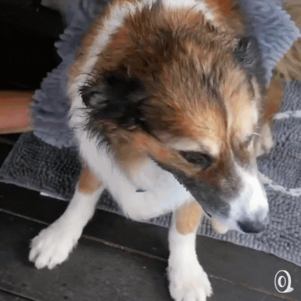 FurCare™ – Bath Grooming Glove | 2-in-1 Brush + Drying Towel | Fast Water Pull